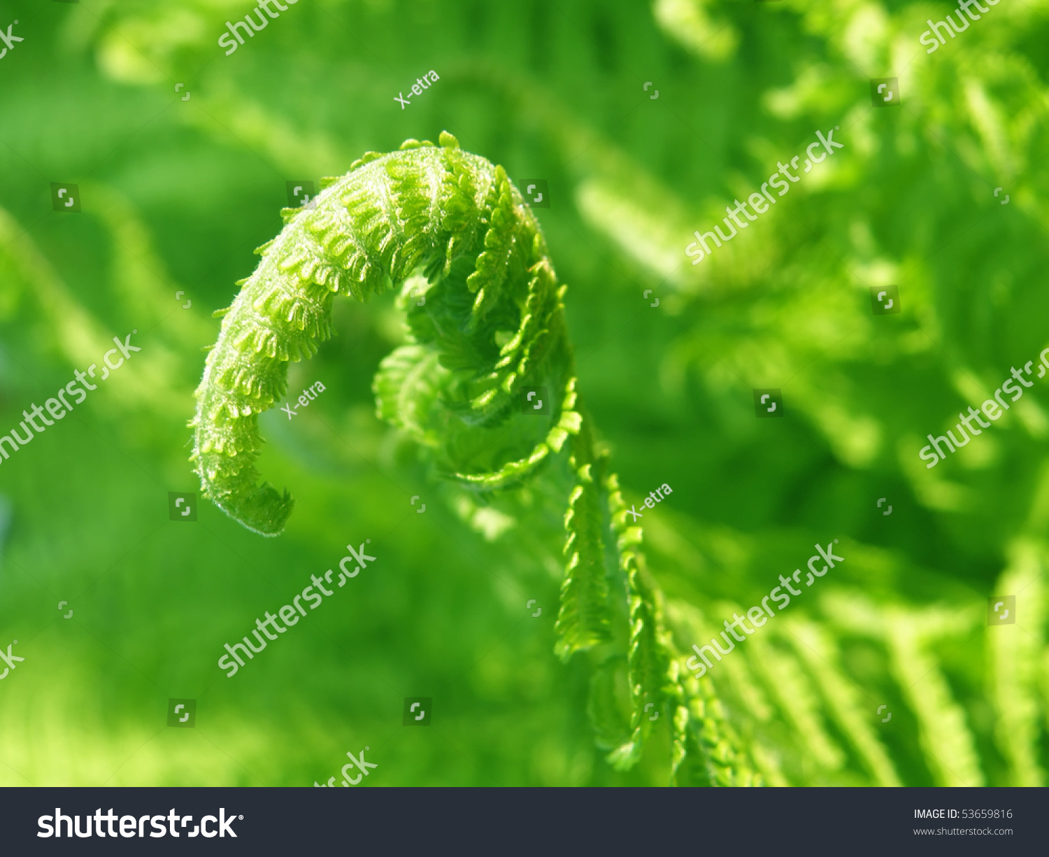 Detail Of Germination Green Fern Detail Of Germination Green Fern Stock Photo