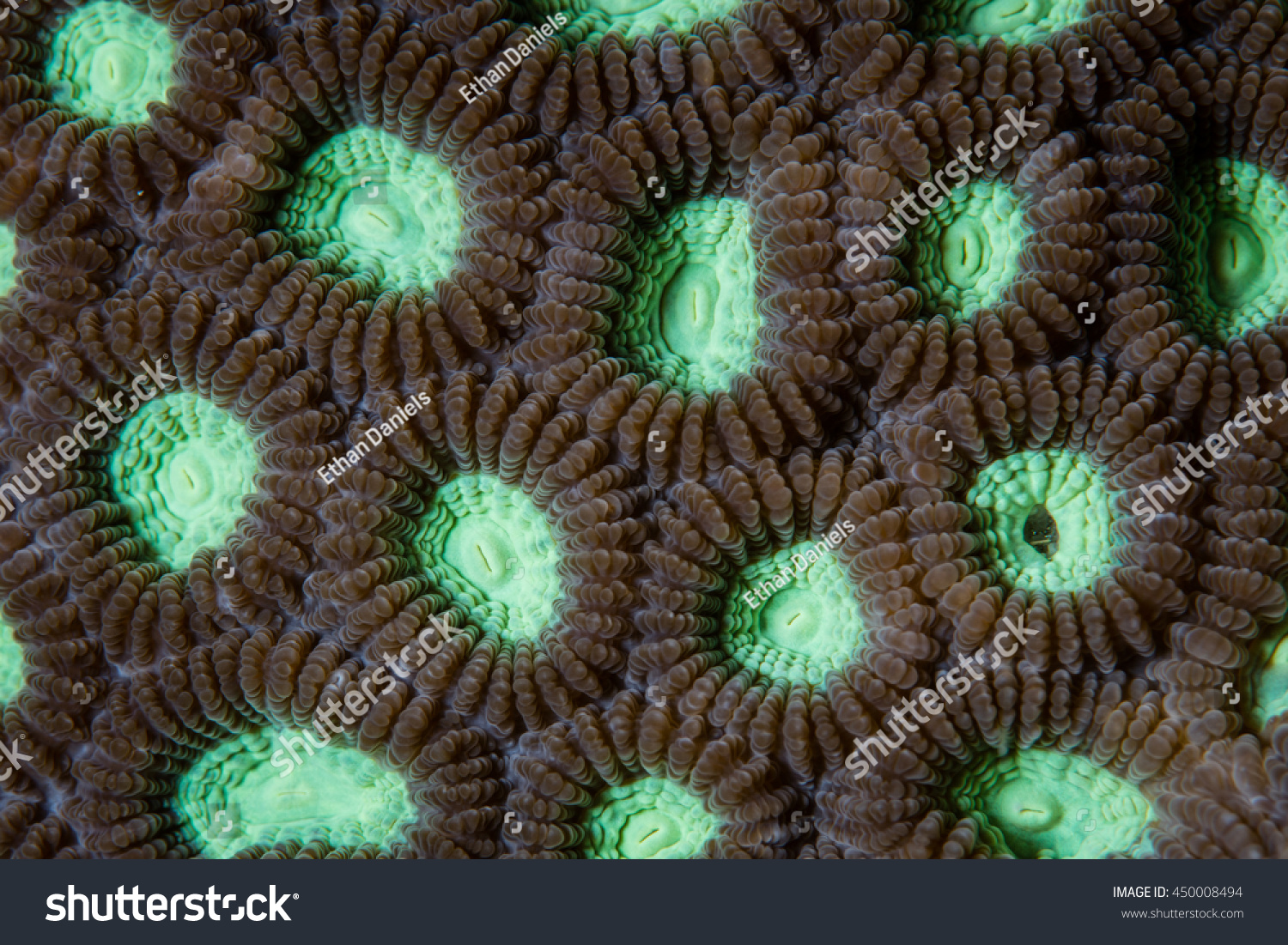 Detail Of Reef Building Coral Polyps Growing On A Reef In The Tropical Pacific Each Individual