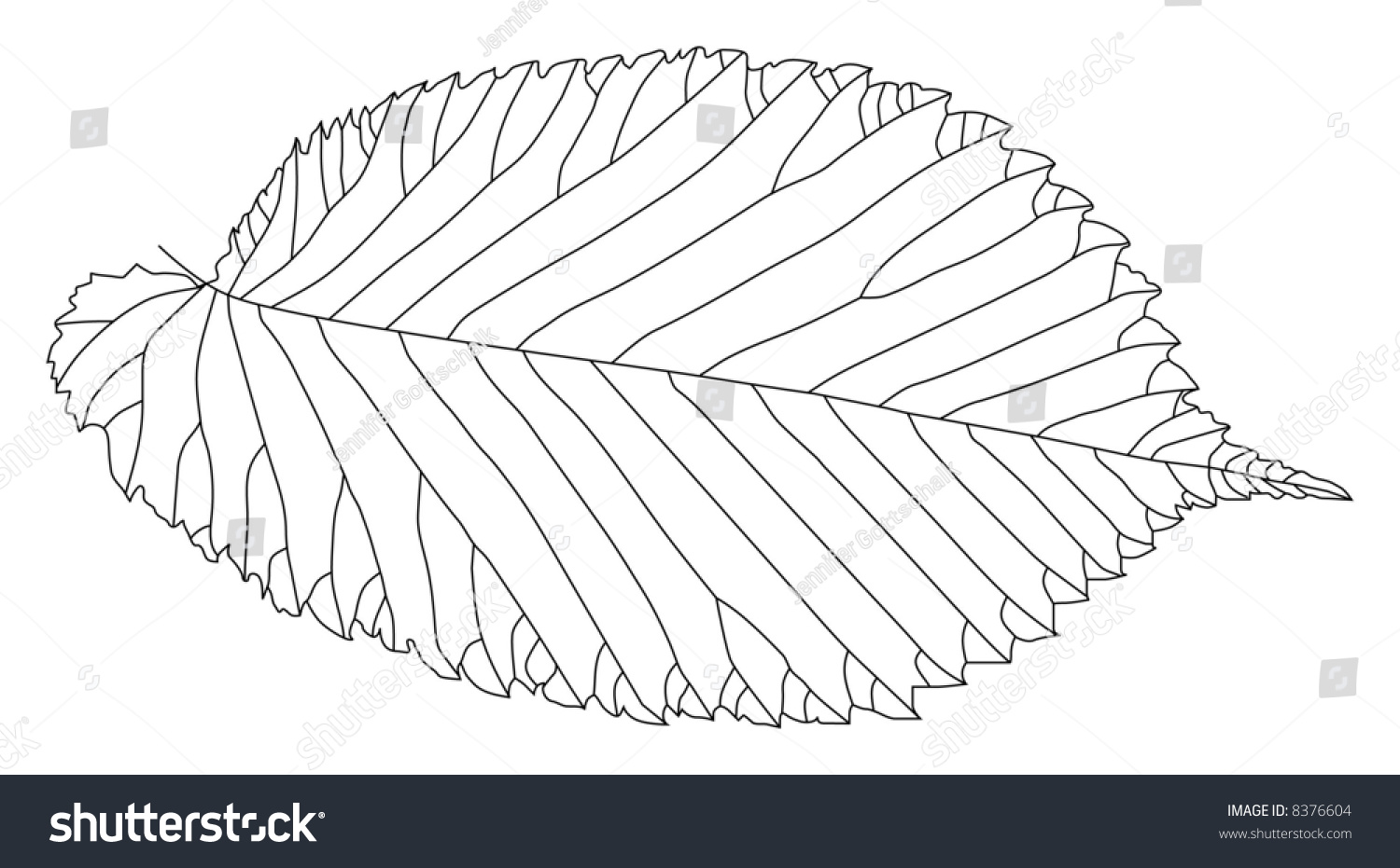 Detailed Black And White Line Drawing Of A Mulberry Leaf (Also