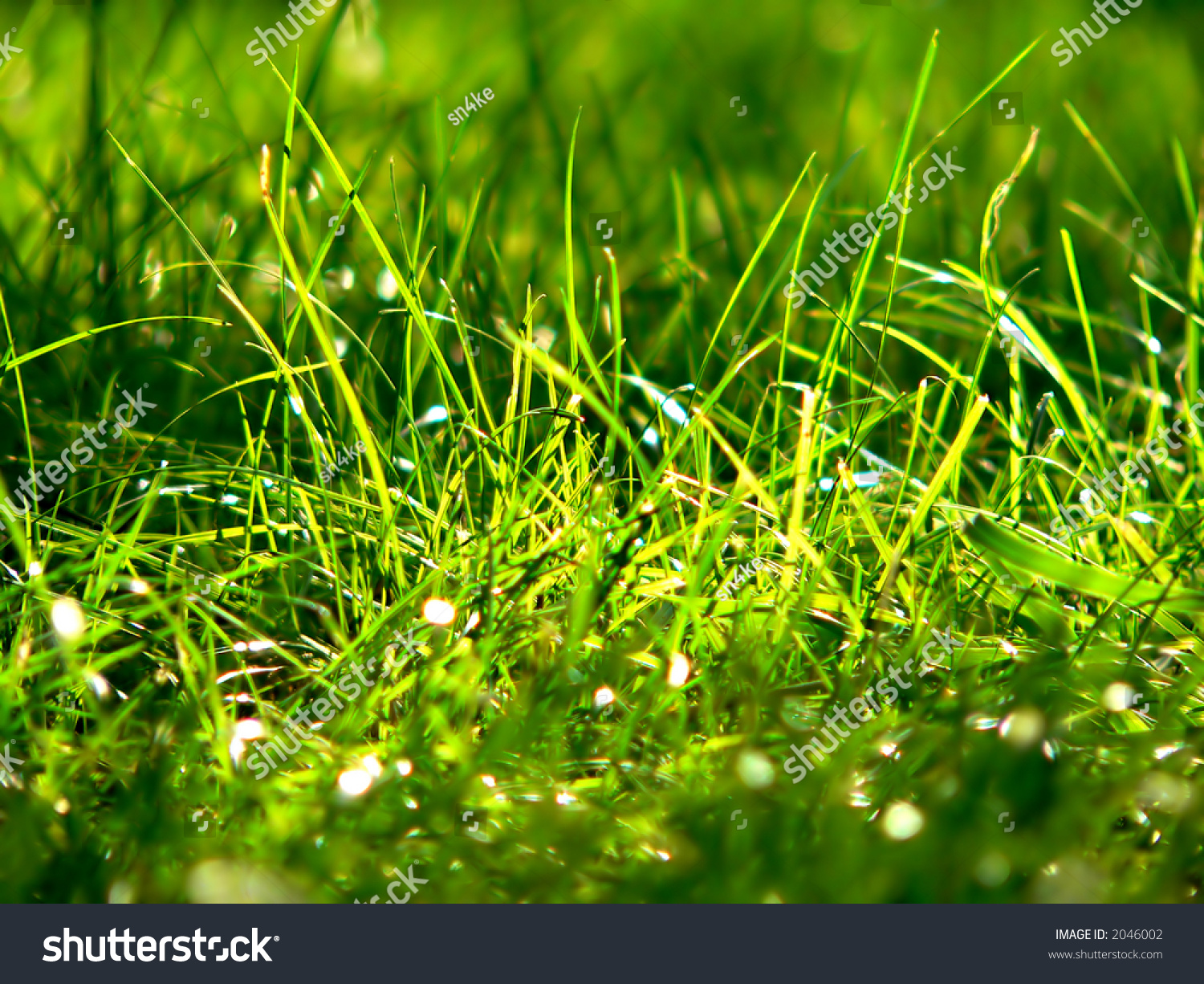 Dewy Grass Close-Up Stock Photo 2046002 : Shutterstock