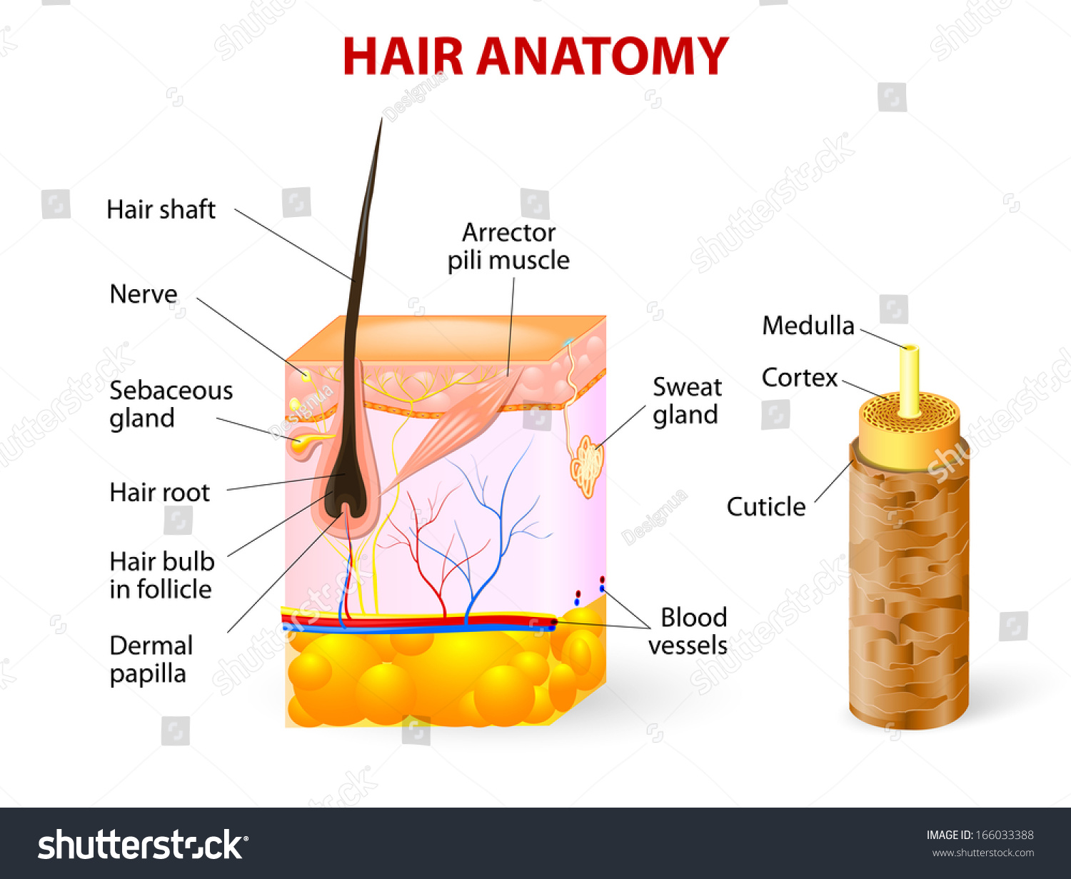 Diagram Hair Follicle Cross Section Skin Stock Illustration 166033388