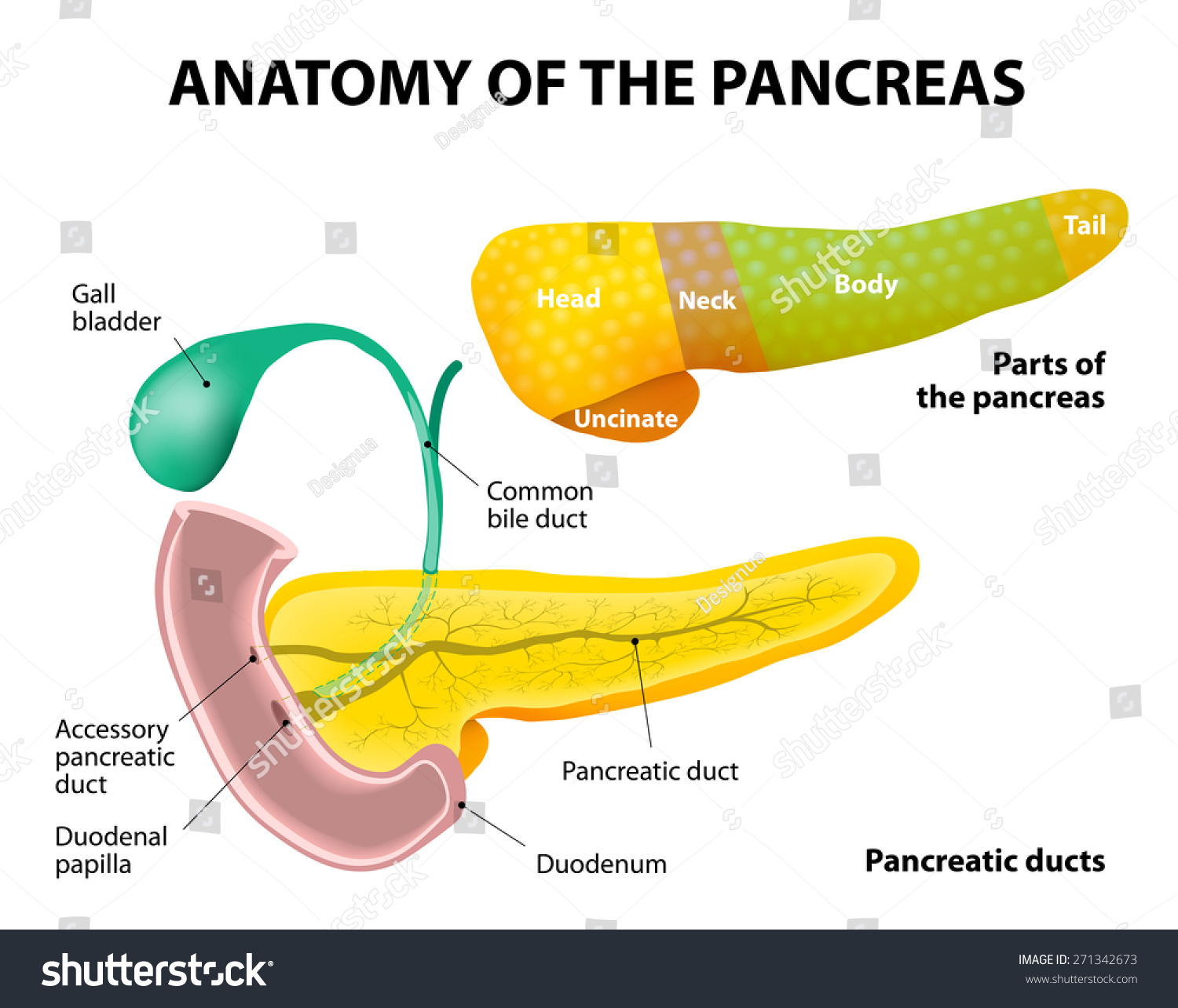 Diagram Of Parts Of The Pancreas. Pancreas, Duodenum And Gall Bladder