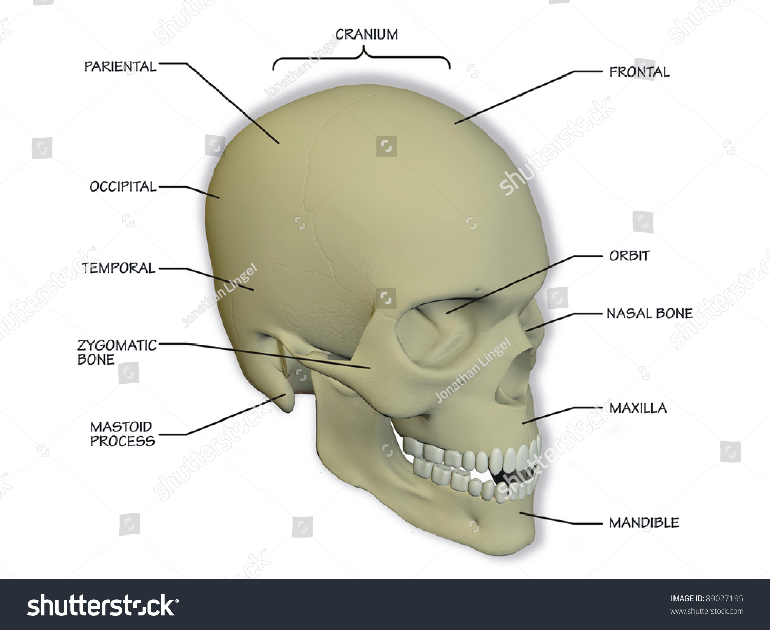 Diagram Of The Human Skull Stock Photo 89027195 : Shutterstock