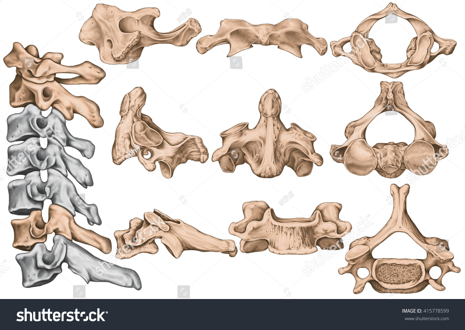 Didactic Board Cervical Spine Vertebral Morphology ilustración de stock