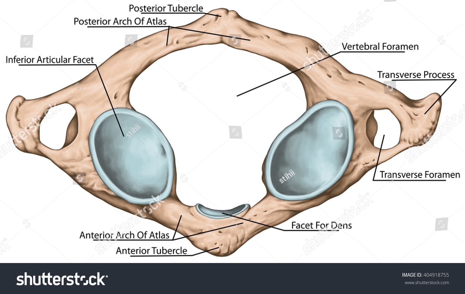 Didactic Board, Cervical Spine, Vertebral Morphology, First Cervical