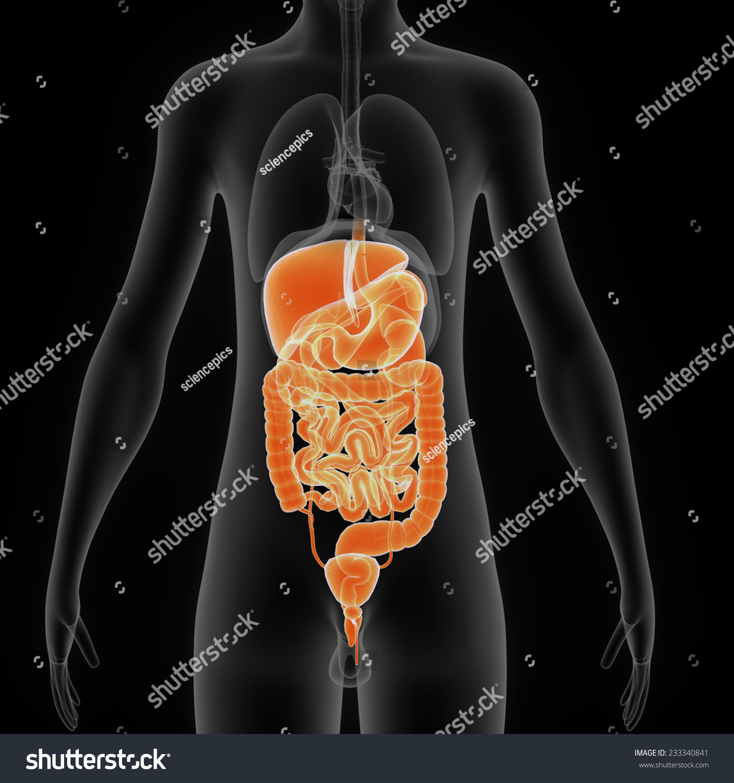 Digestive System Stock Photo Shutterstock