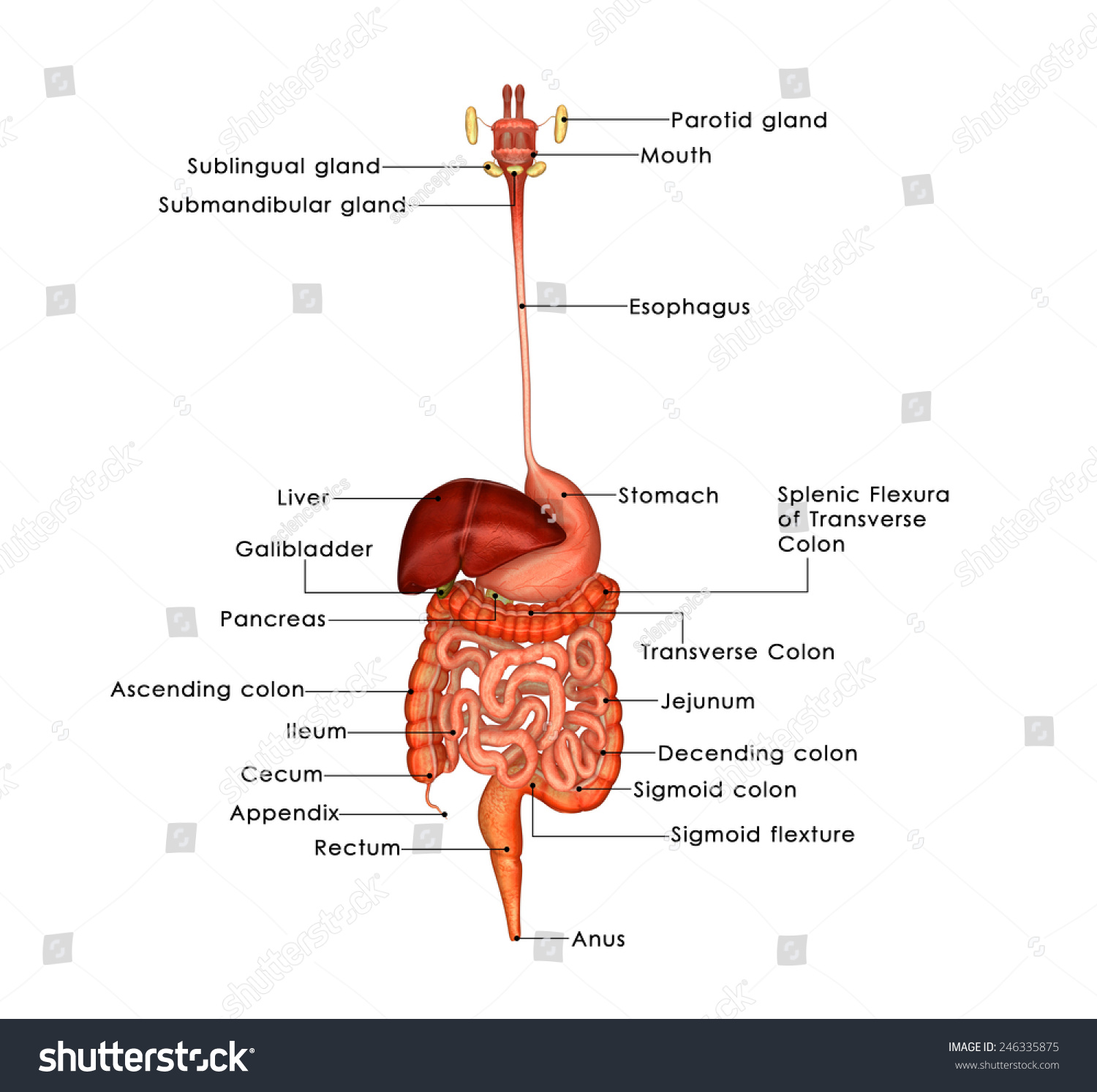Digestive System Stock Photo 246335875 : Shutterstock