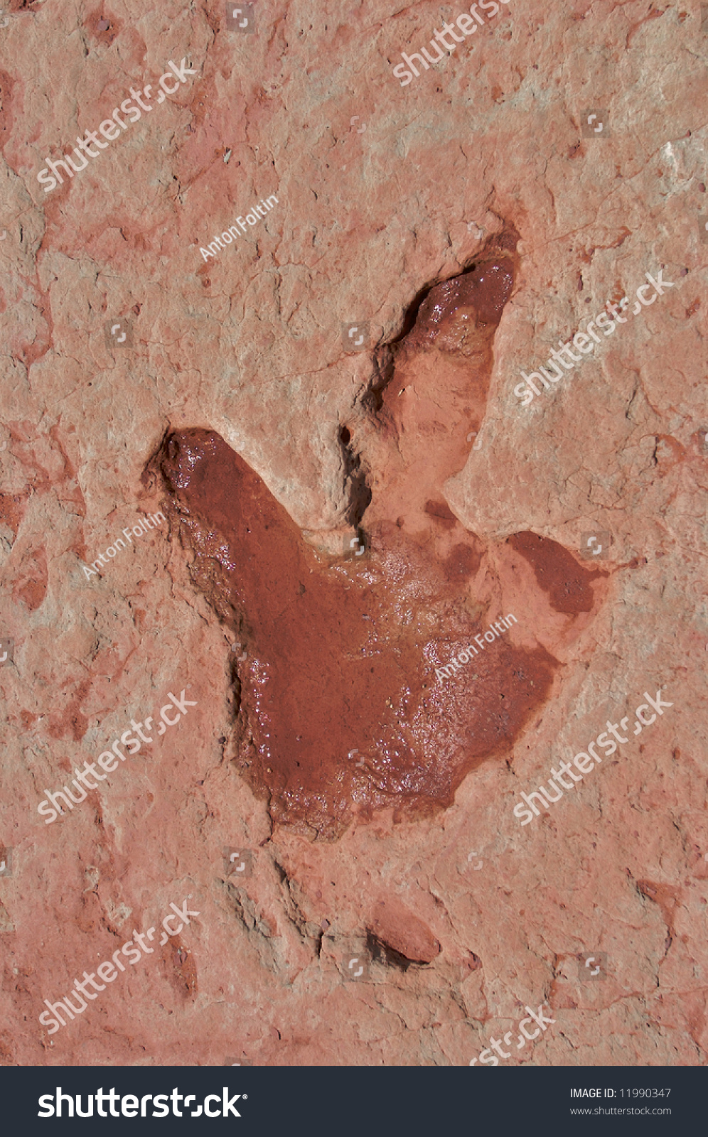 dinosaur track fossil