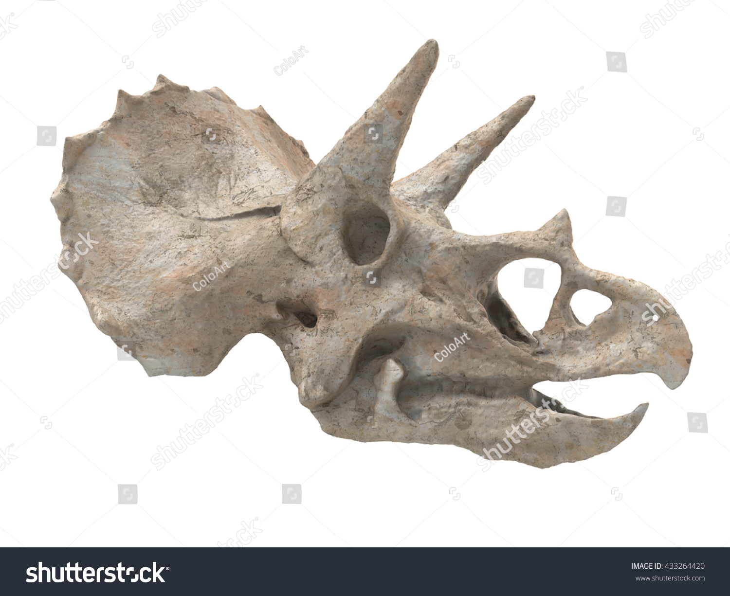 skull head dinosaur