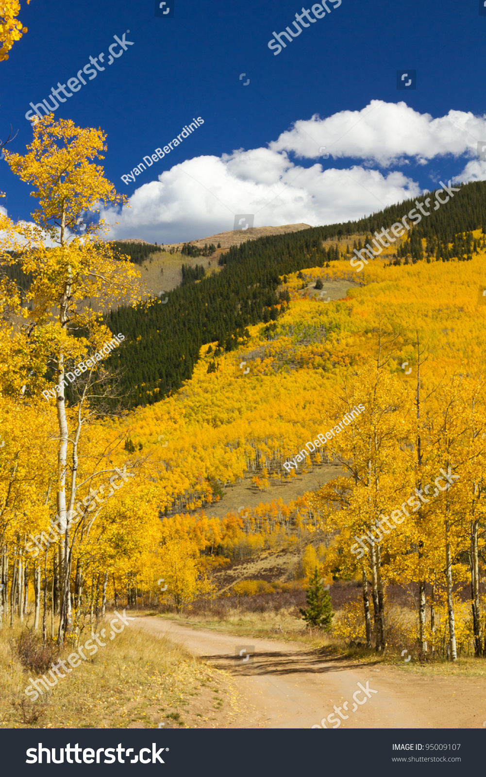 Dirt Road Through Colorado Aspen Forest In Fall #3 Stock Photo 95009107 