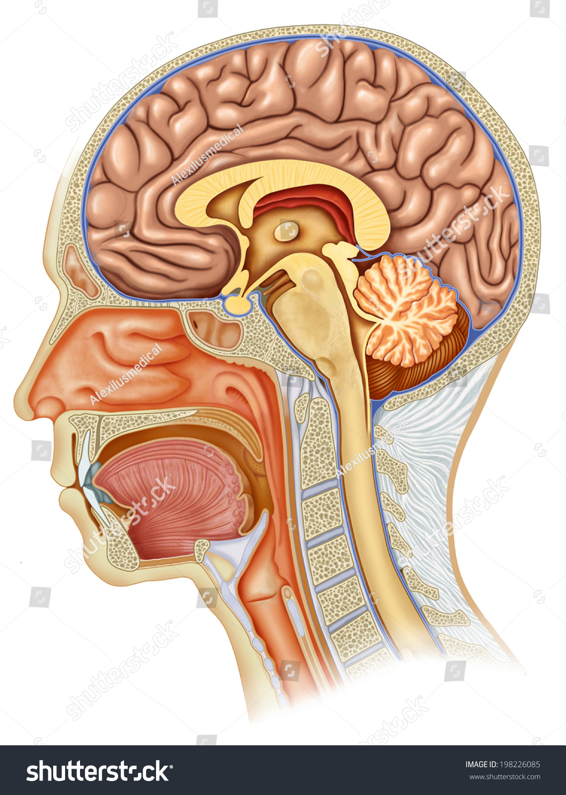 Dissection Human Head Profile All Elements Stock Illustration 198226085
