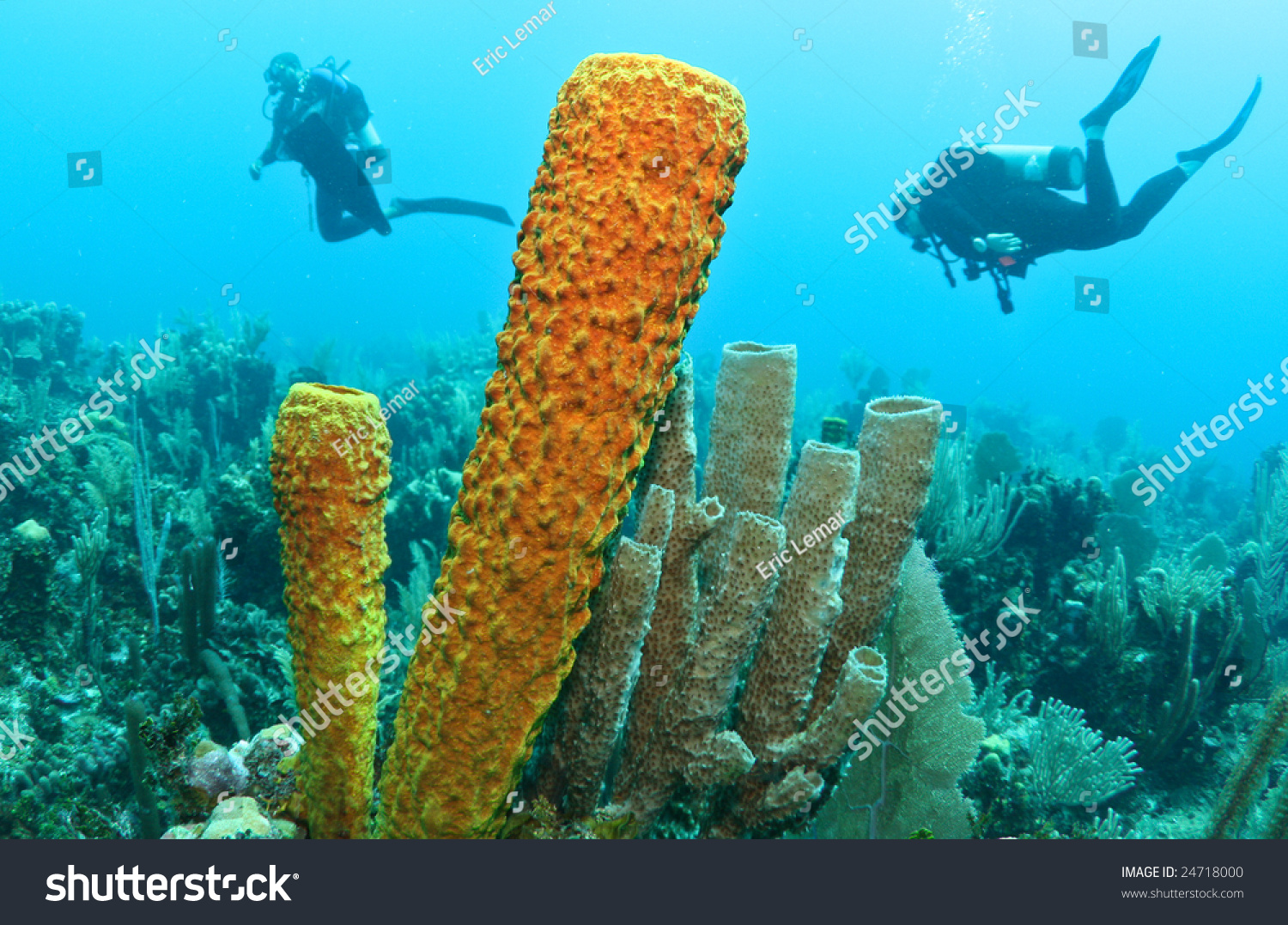 Divers And Sponge Stock Photo 24718000 Shutterstock