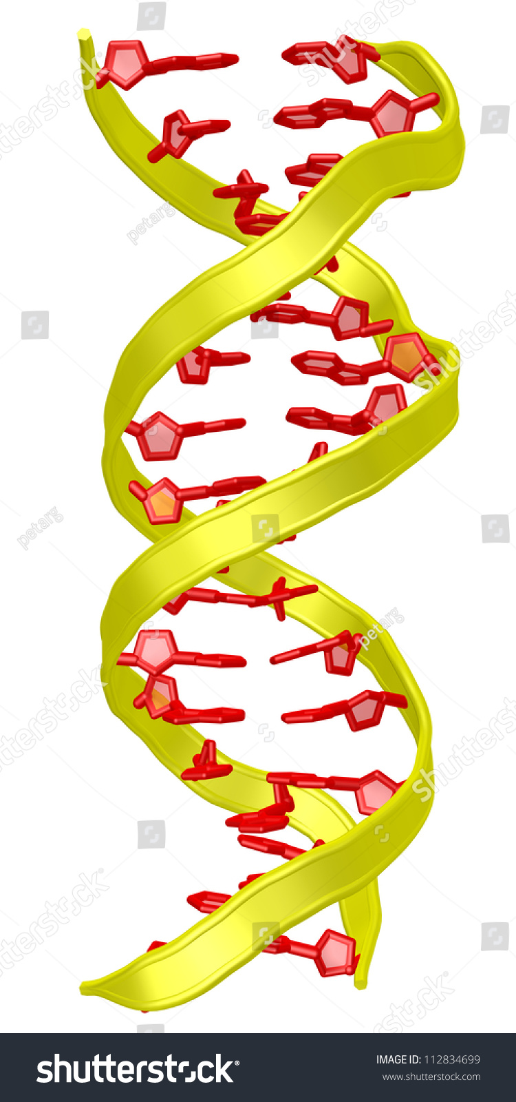 Dna Molecule, 18 Base-Pairs In B-Dna Conformation. Stock Photo ...