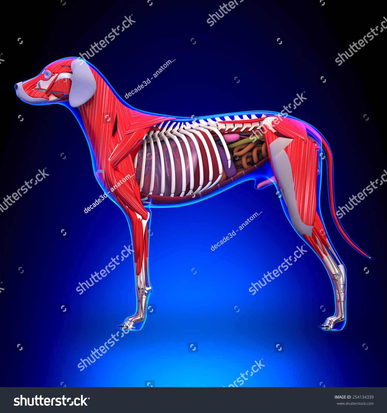 Dog Anatomy Male Organs With Muscles Stock Photo 254134339 : Shutterstock