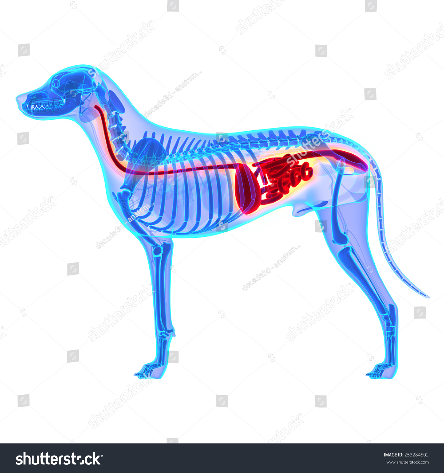 Dog Digestive System - Canis Lupus Familiaris Anatomy Stock Photo