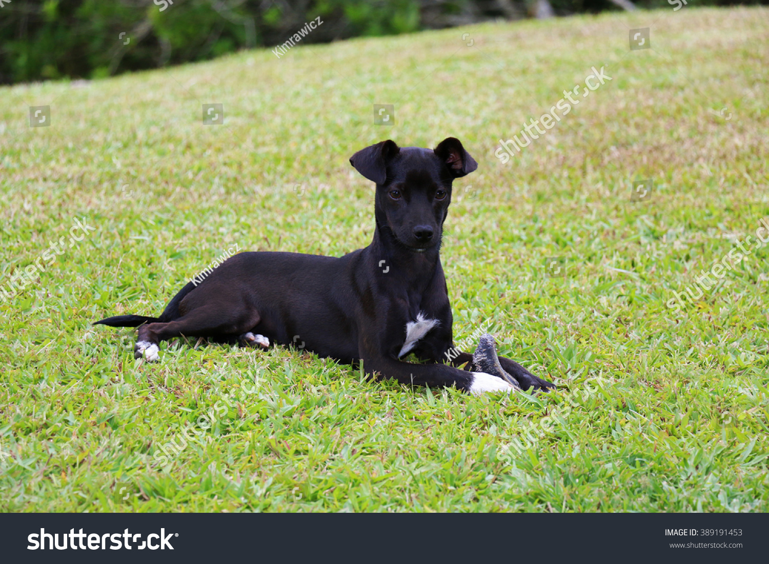 Dog Playing / Black Dog Chewing Cow Hooves Over Green Grass Background