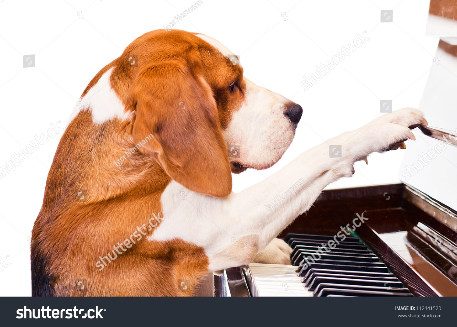 Dog Playing The Piano,White Background. Stock Photo 112441520