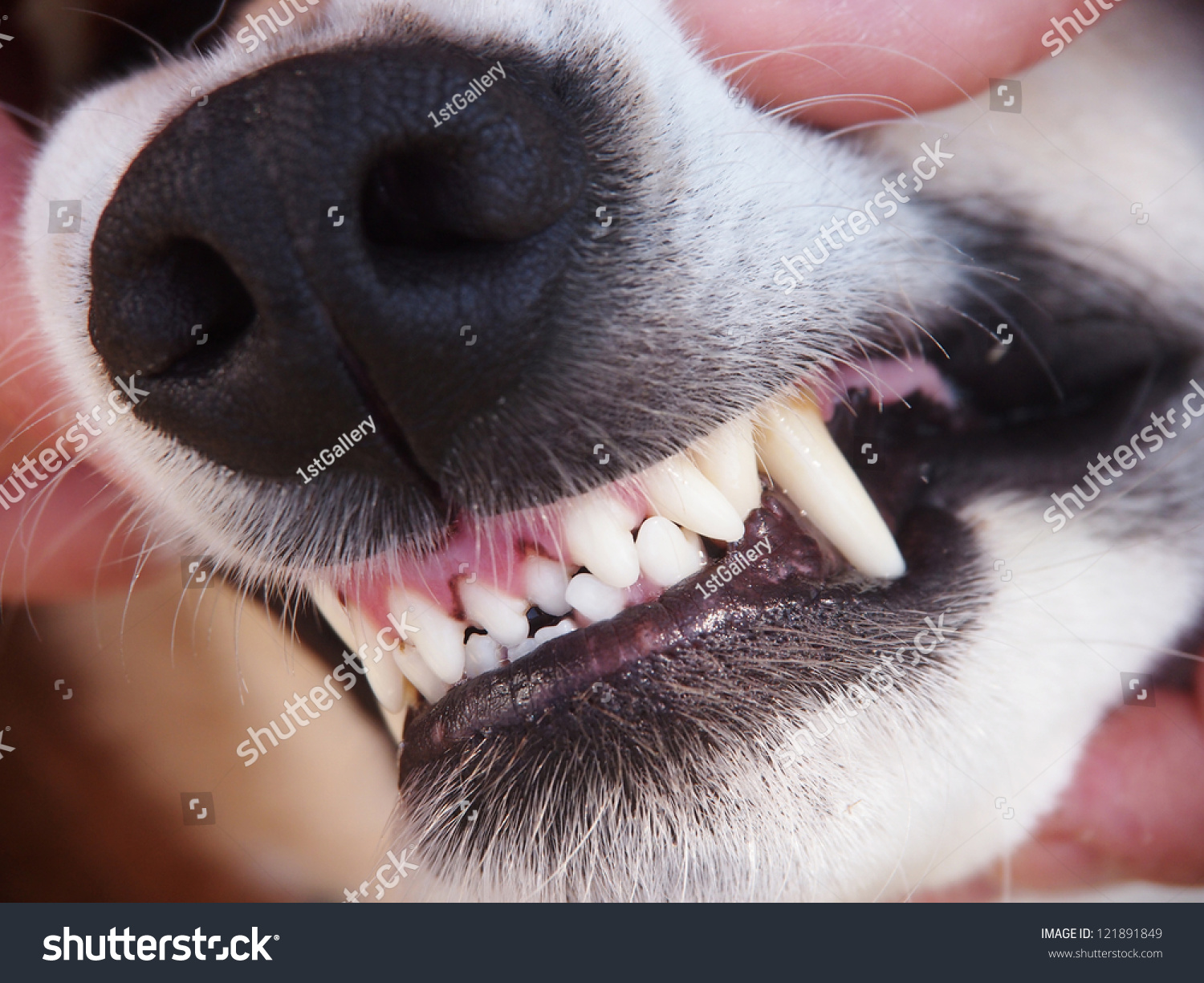 Dog Teeth Stock Photo 121891849 - Shutterstock