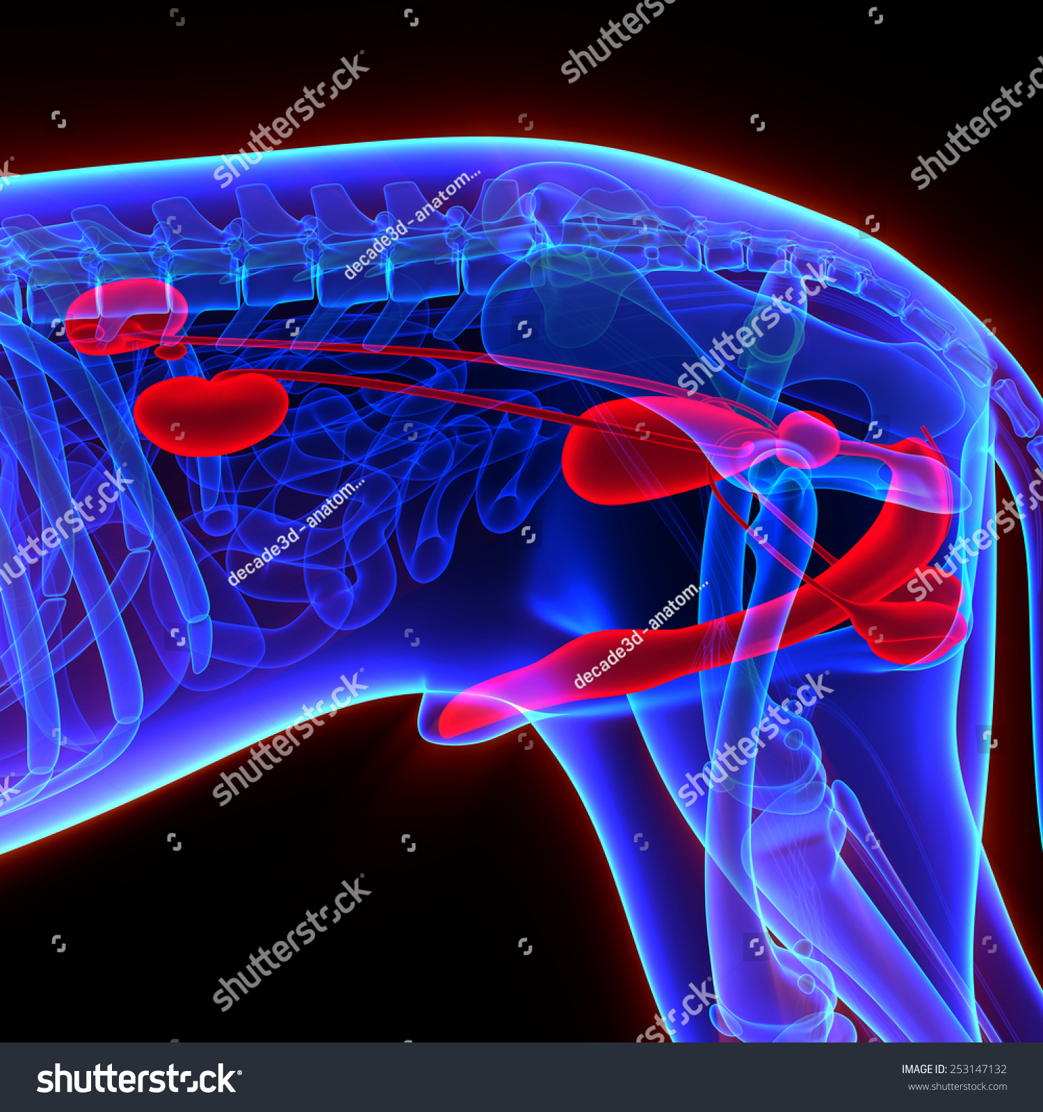 Dog Urogenital System Canis Lupus Familiaris Anatomy Stock Photo