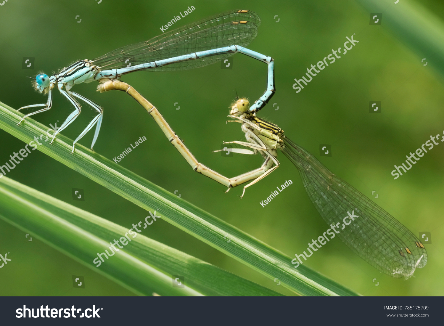 Dragonflies Mating Images Stock Photos Vectors Shutterstock