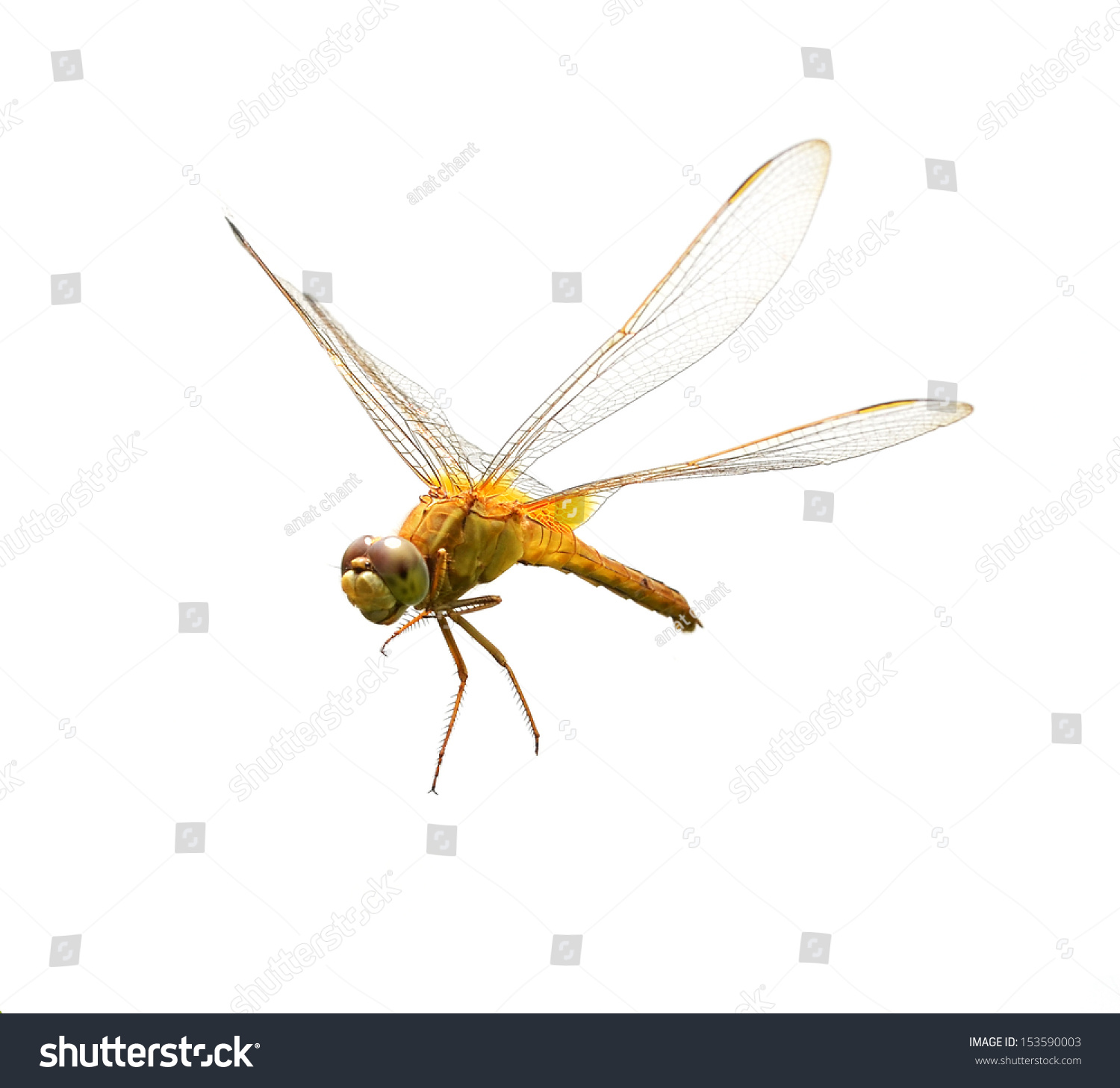 Dragonfly On A White Background Stock Photo 153590003 : Shutterstock