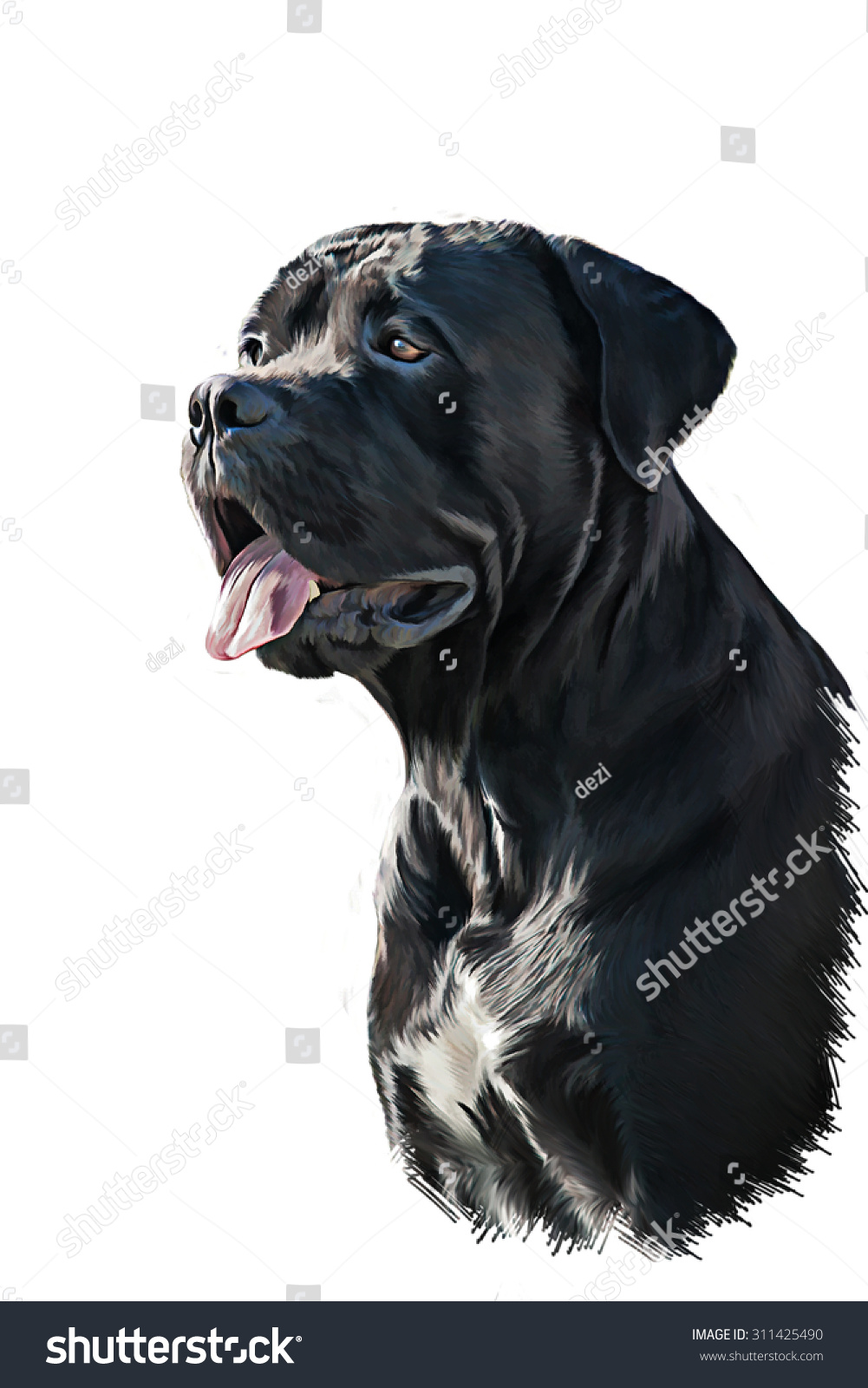 Drawing Dog Breed Cane Corso , Portrait Oil Painting On A White