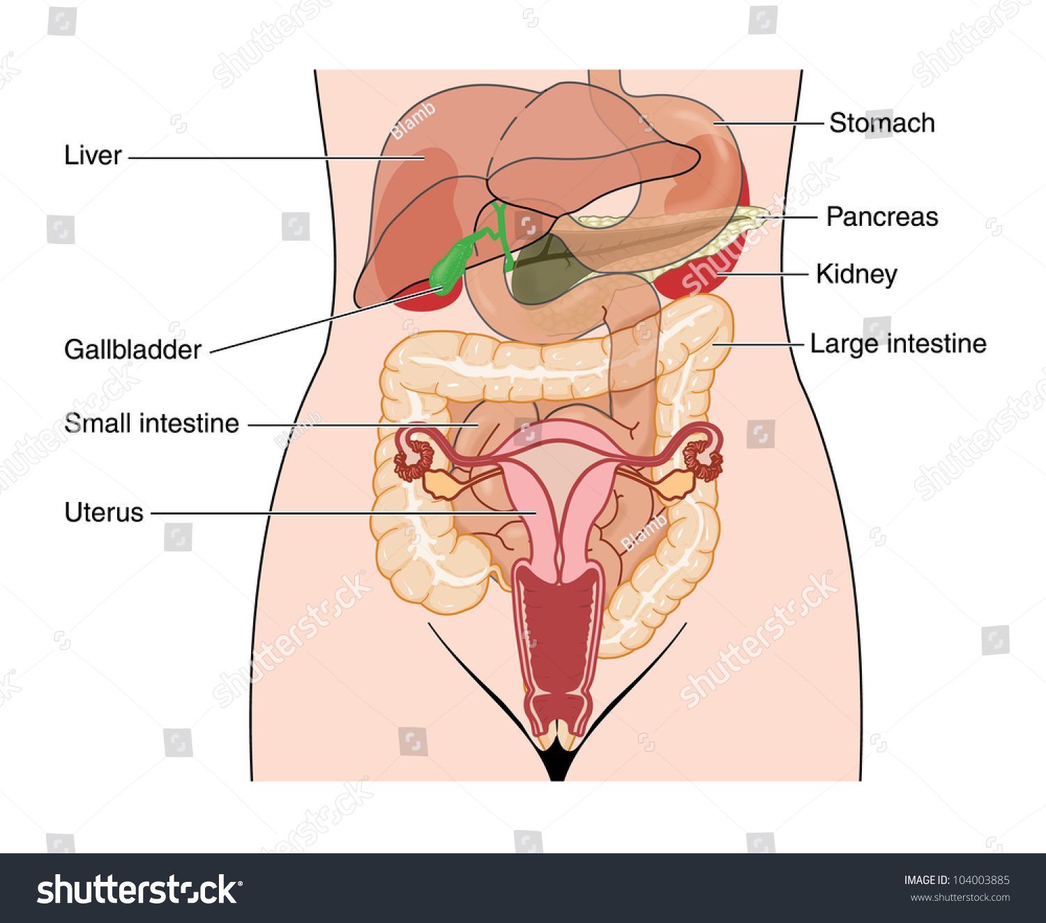 Drawing Abdomen Showing Abdominal Organs Female Stock Illustration
