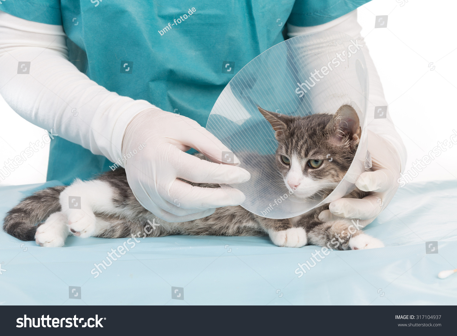 Dream Cats Protection Licking Wound Stock Photo 317104937