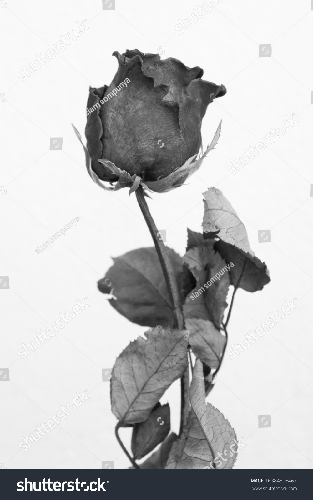 dried rose black-white style dried rose black-white style
