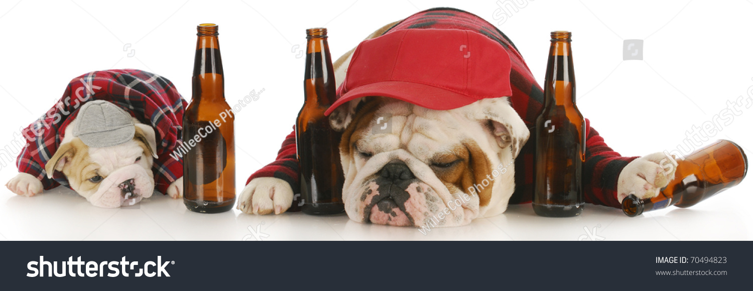 stock-photo-drunk-dogs-english-bulldog-father-and-son-with-beer-bottles-70494823.jpg