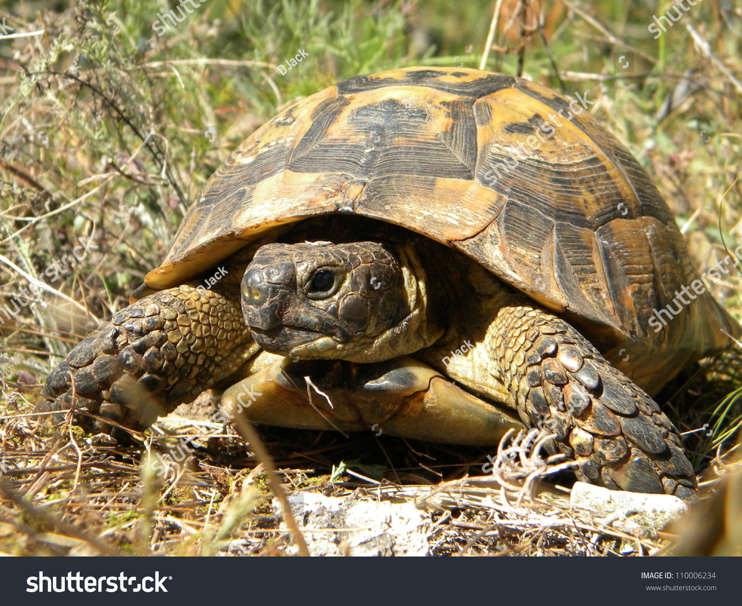 Dry Land Turtle Stock Photo 110006234 : Shutterstock