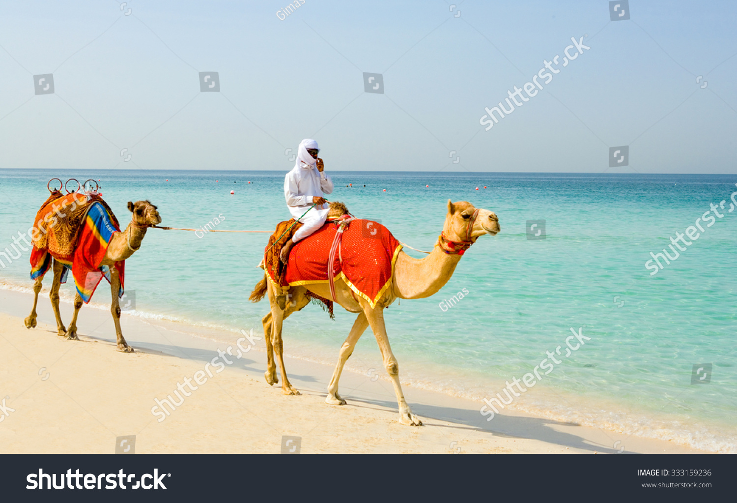 Dubai United Arab Emirates November 15 2006 Camels on the beach of the Oasis resort in the new Marina quarter Dubai United Arab Emirates November 15 2006 Camels on the beach of the Oasis resort in the new Marina quarter