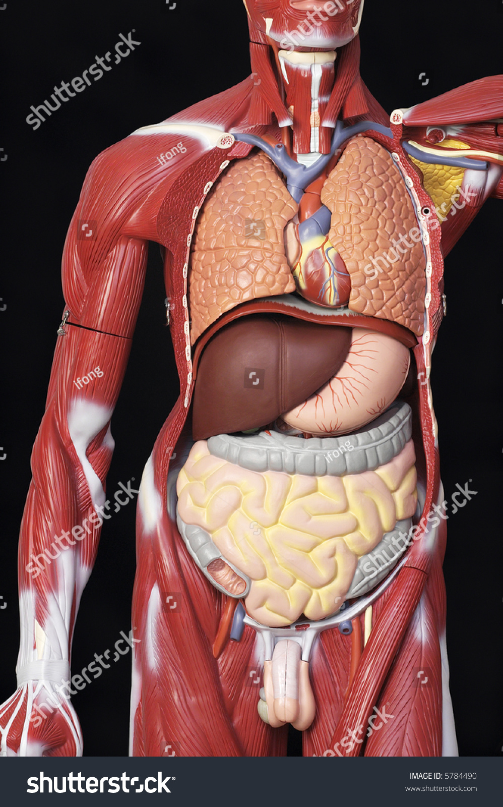 Dummy Of The Body And Organs Stock Photo 5784490 : Shutterstock