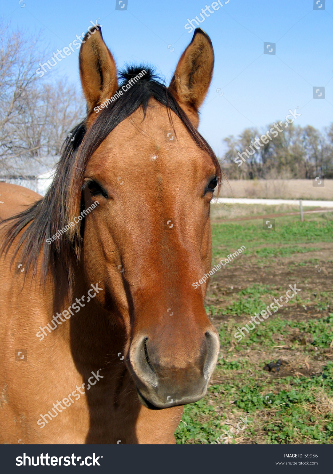Portrait Of A Curious Quarter Horse Mare Stock Image 