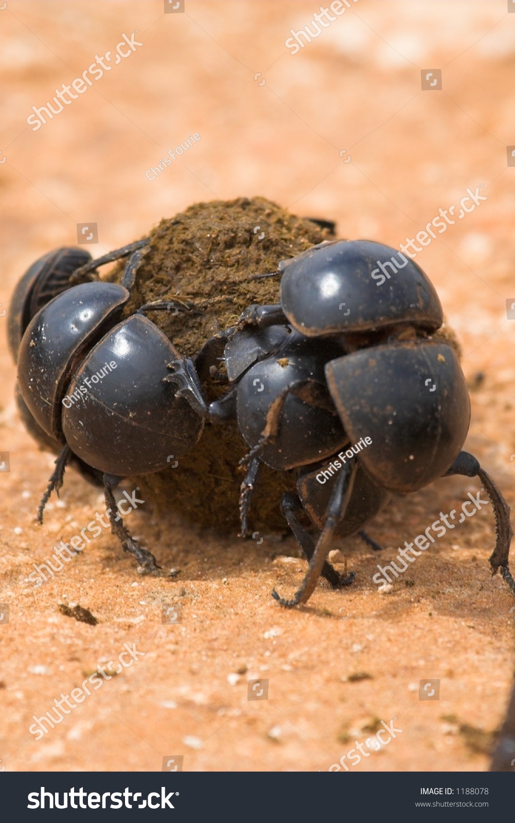 Dung Beetles Fighting Over A Prized Ball Of Dung Stock Photo 1188078 ...