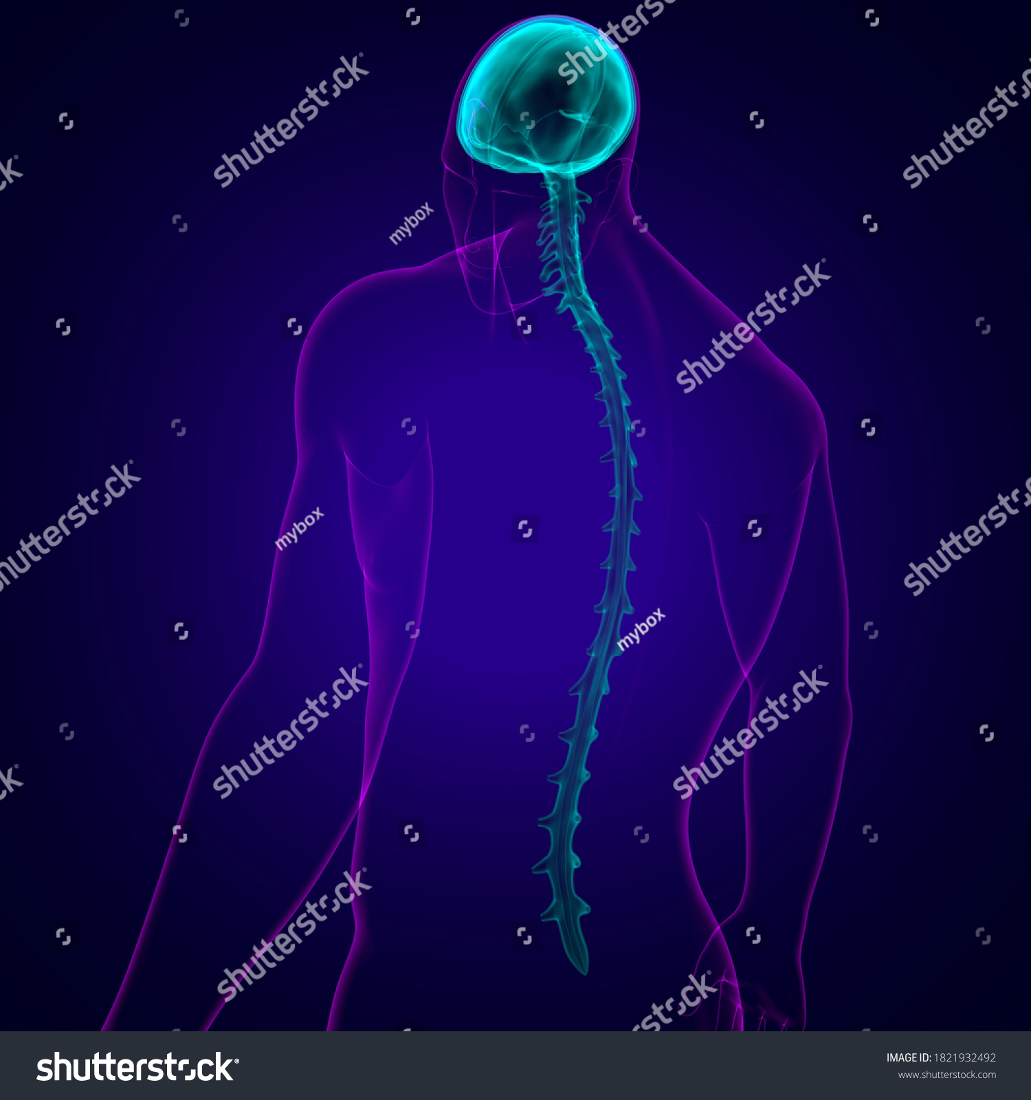 Dura Mater Anatomy Medical Concept D Stock Illustration