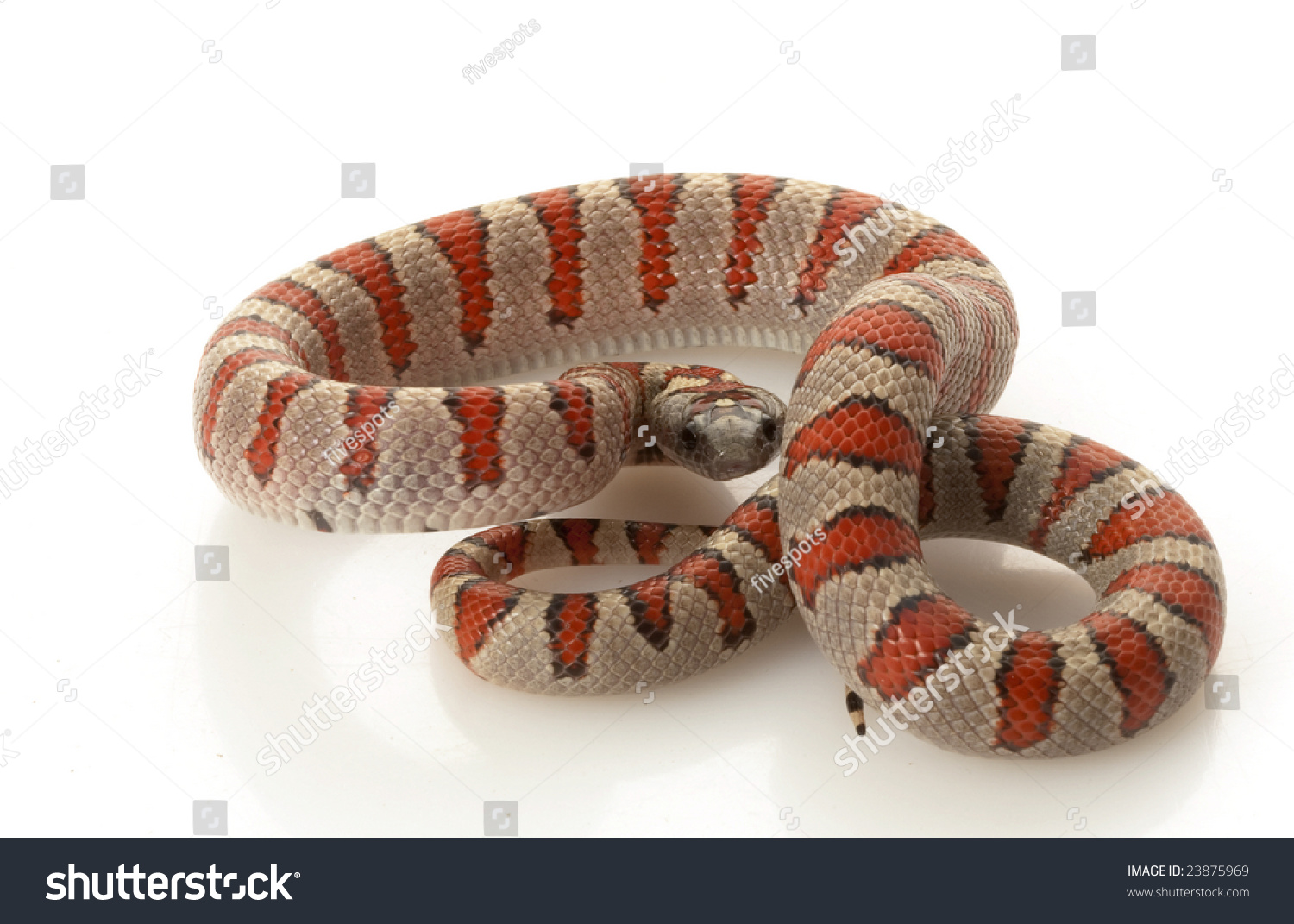 Durango Mountain Kingsnake (Lampropeltis Mexicana Greeri) Isolated On ...