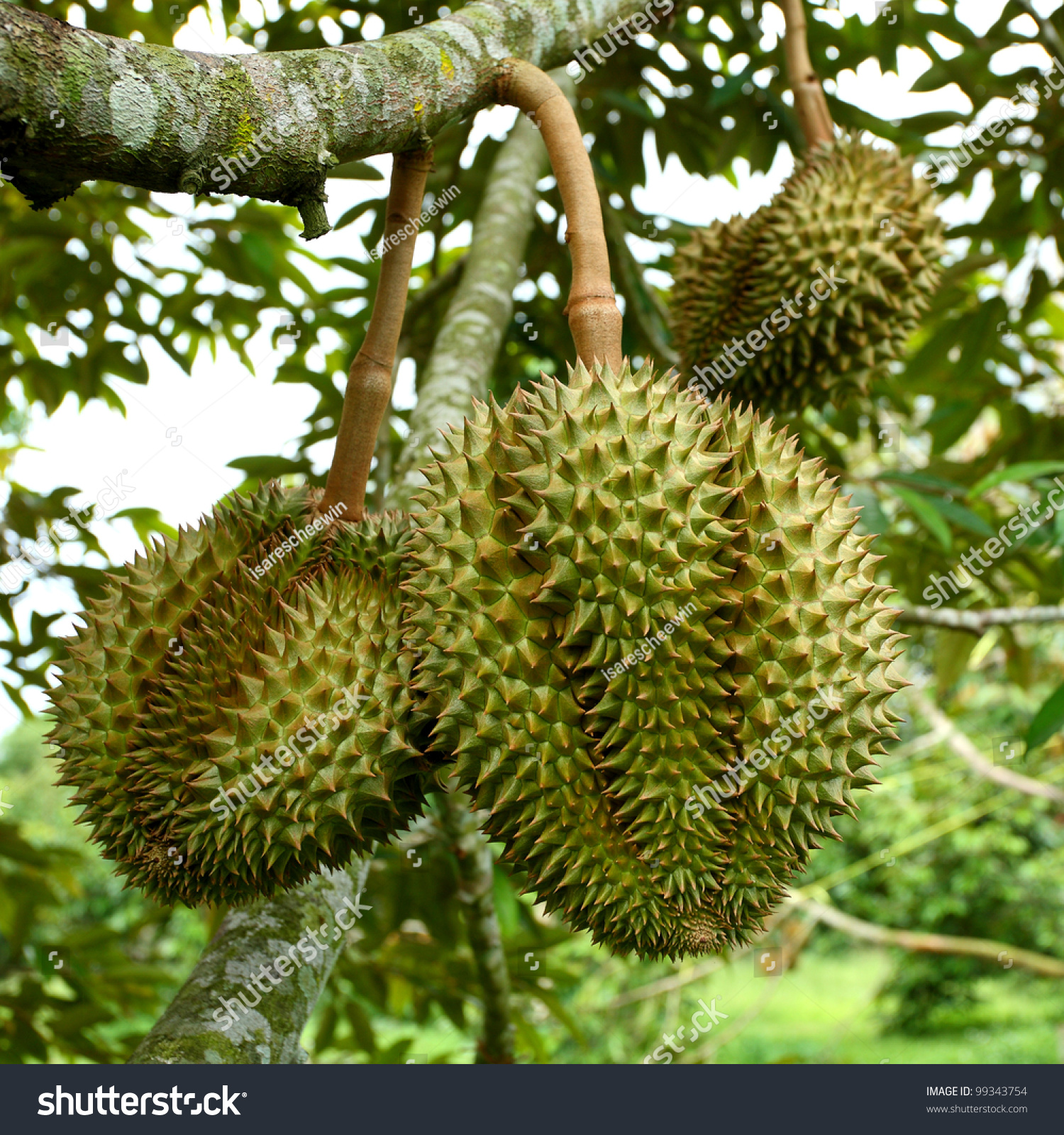 Durian Trees In The Garden Of Chanthaburi Stock Photo 99343754