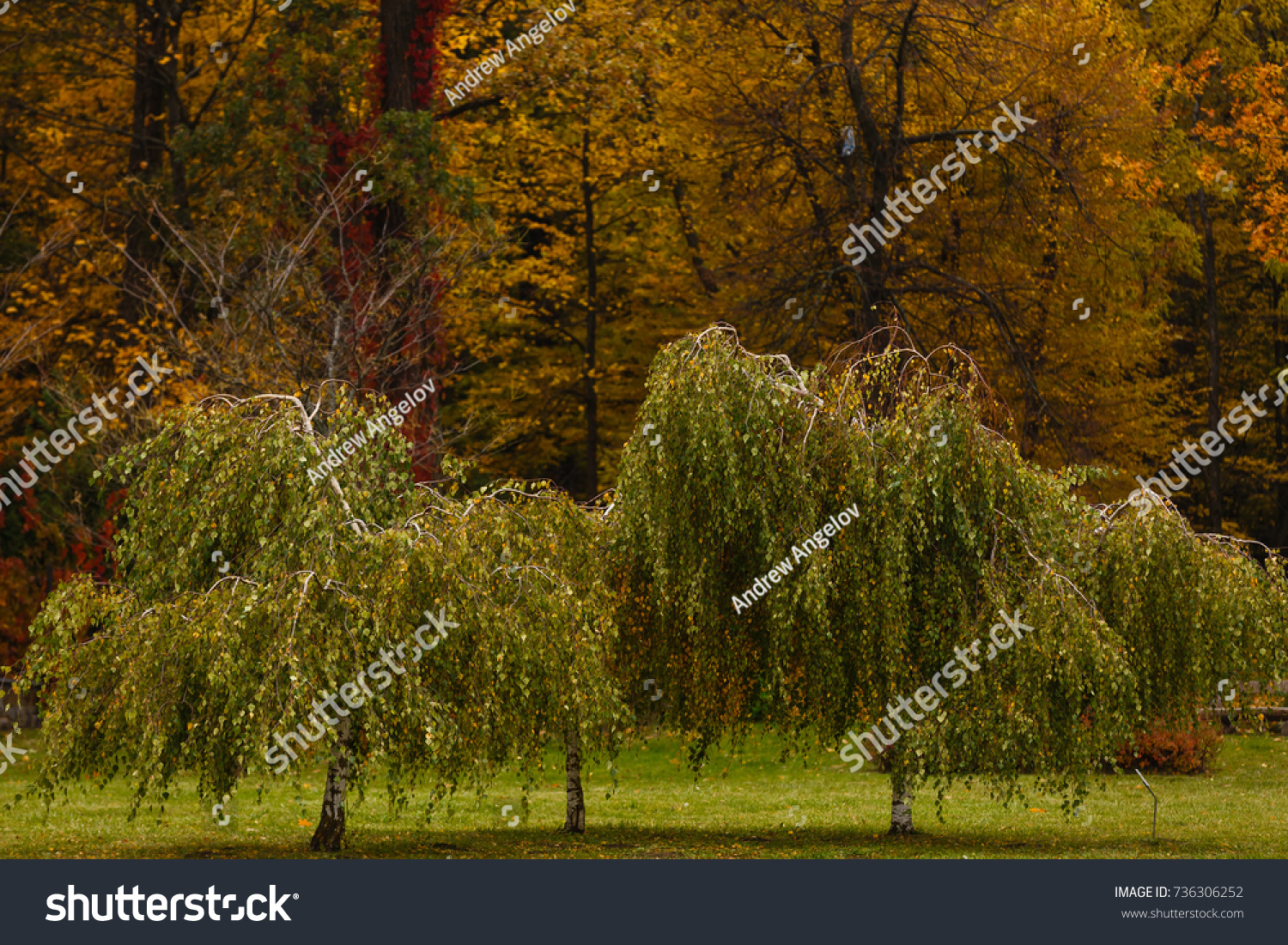 Dwarf Weeping Birch Use Landscape Design Stock Photo