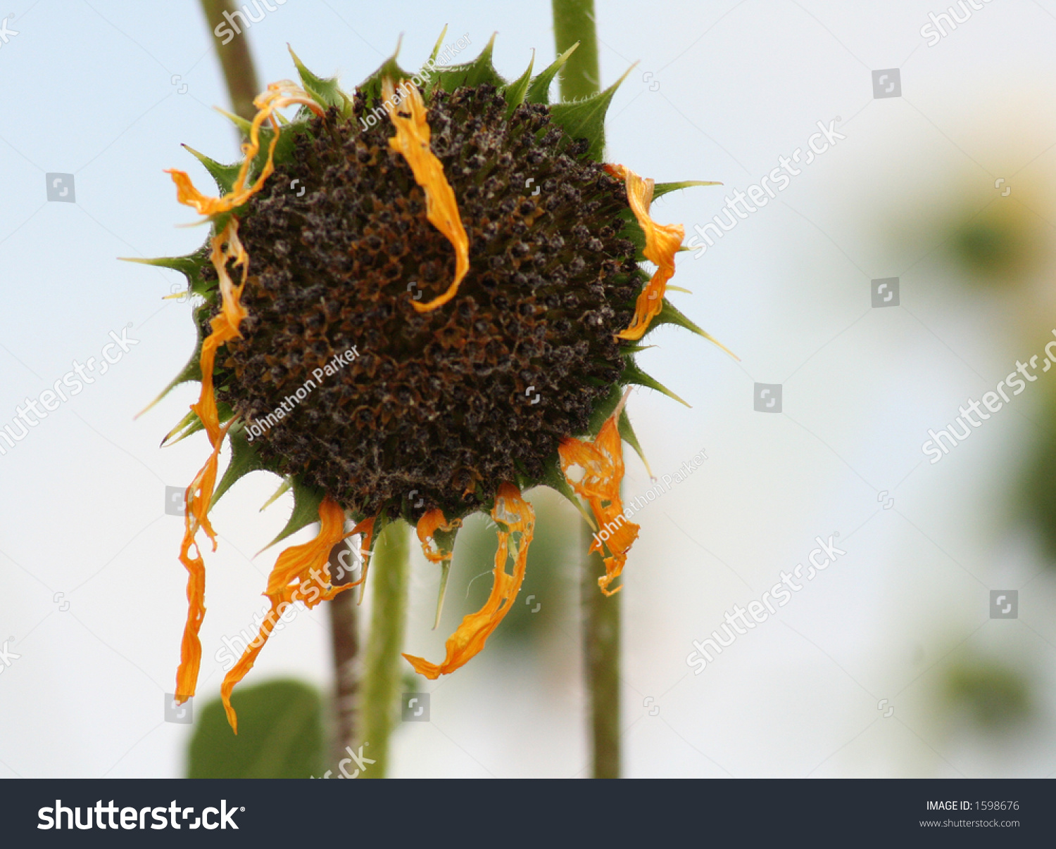 Dying Sunflower (Helianthus Annuus). Stock Photo 1598676 Shutterstock