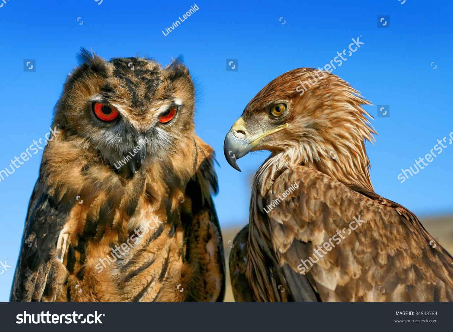 Eagle Vs Owl Stock Photo 34848784 Shutterstock