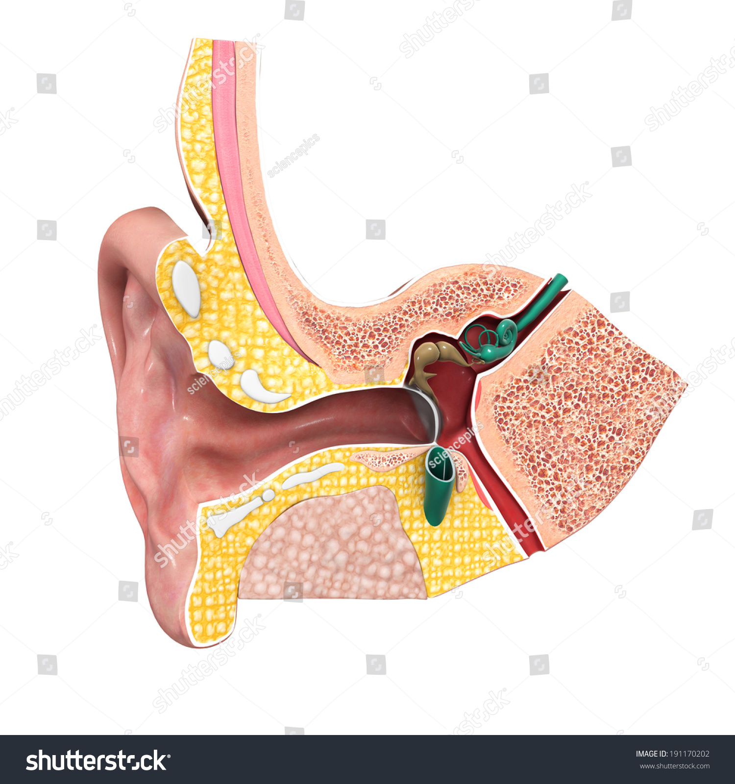 Ear Anatomy Stock Photo 191170202 : Shutterstock