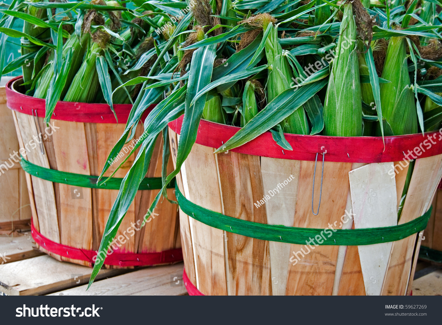 Ears Of Corn In Bushel Basket Stock Photo 59627269 Shutterstock