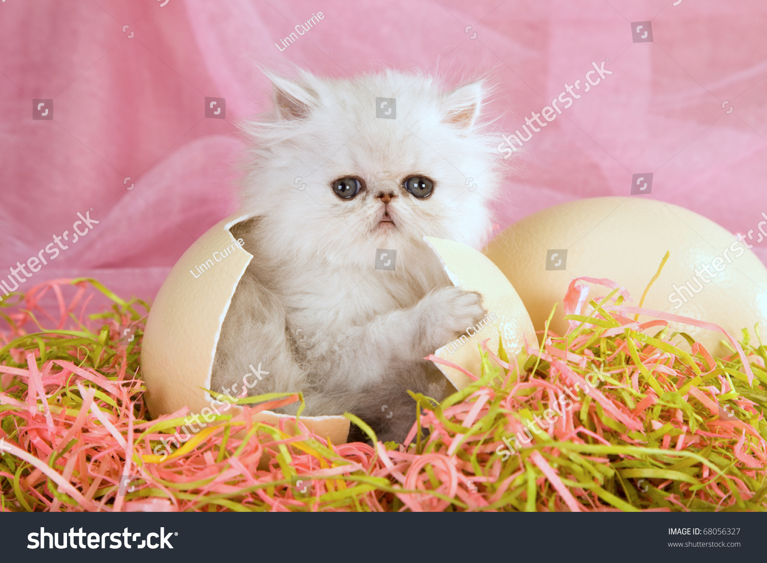 stock-photo-easter-silver-chinchilla-persian-kitten-hatched-from-ostrich-egg-on-straw-68056327.jpg