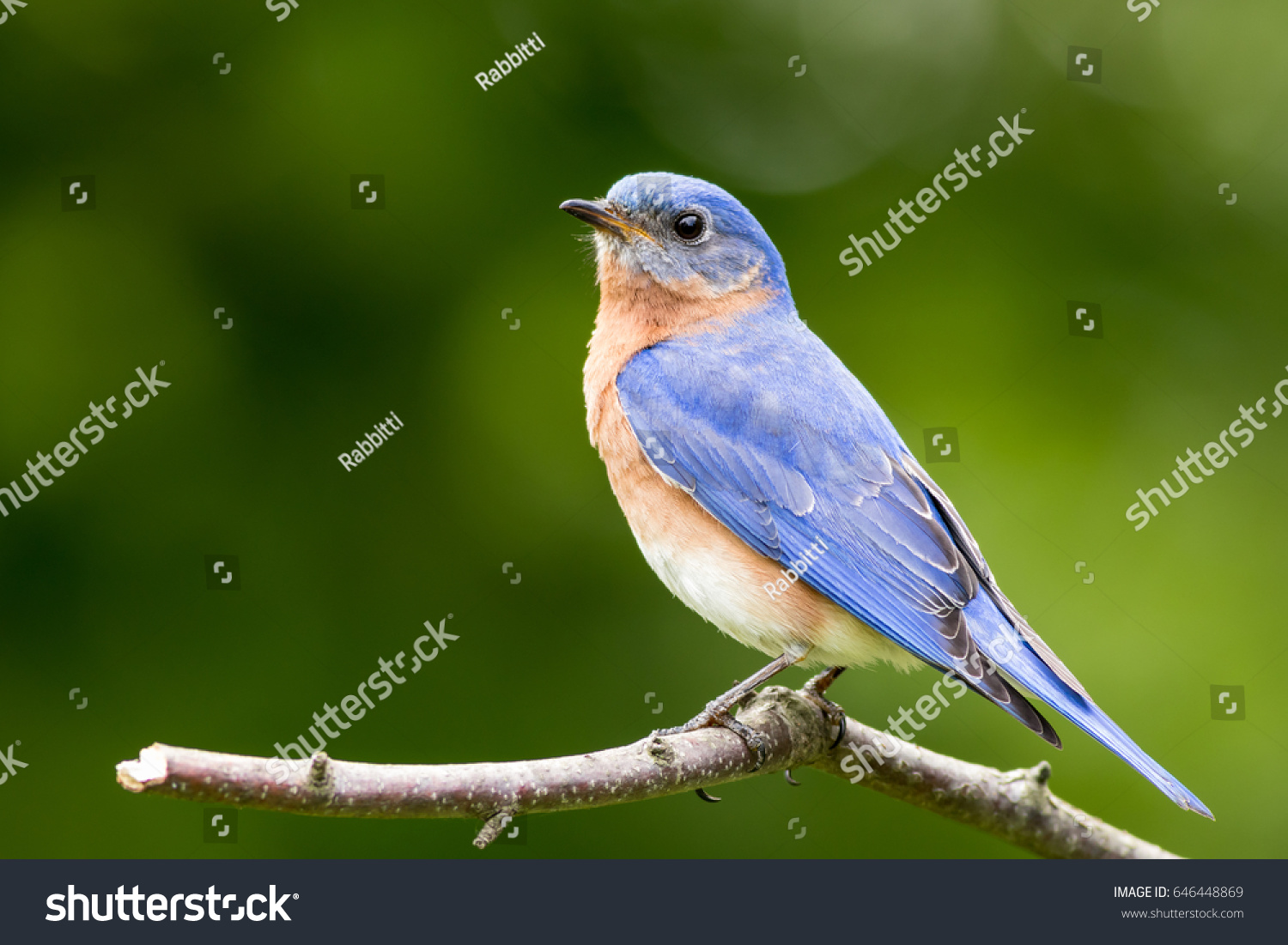 Eastern Bluebird Sialia Sialis Male Perched Stock Photo Edit Now