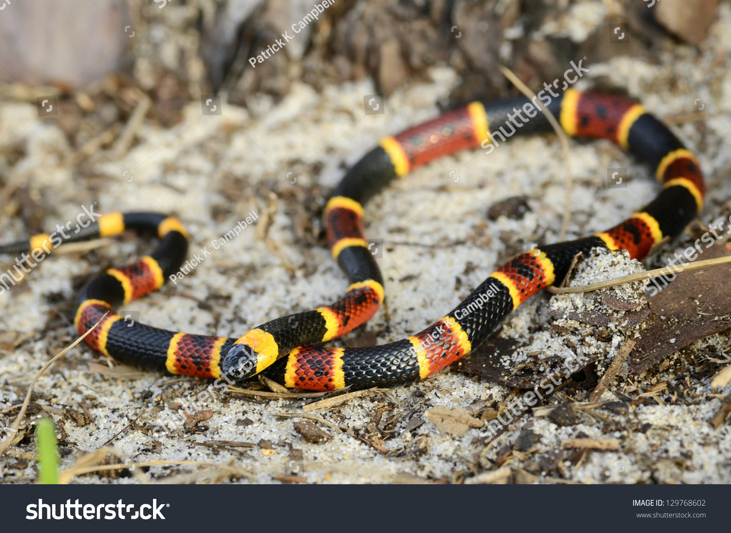 Eastern Coral Snake (Micrurus Fulvius) Stock Photo 129768602 : Shutterstock