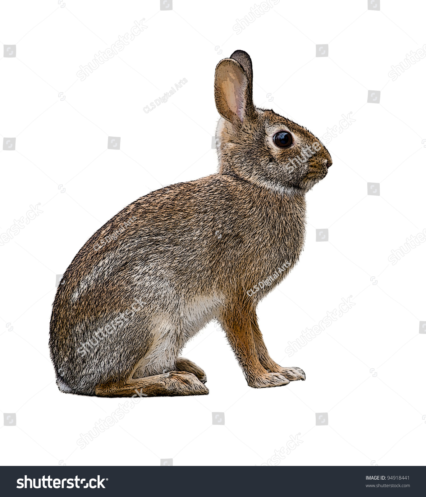 Eastern Cottontail Bunny Rabbit Isolated On Stock Illustration 94918441 