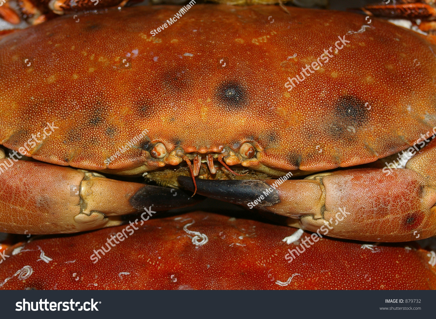 Edible Crabs For Sale On A Fishmonger'S Slab In A Market In Cardiff