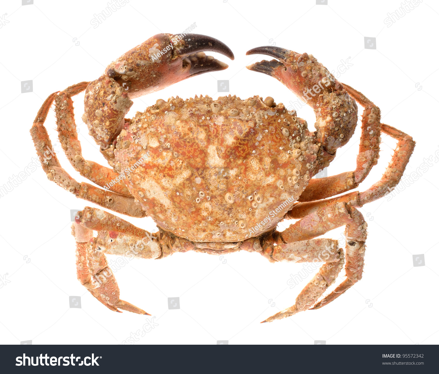 edible-shore-crab-covered-with-sea-molluscs-isolated-on-white-stock-photo-95572342-shutterstock