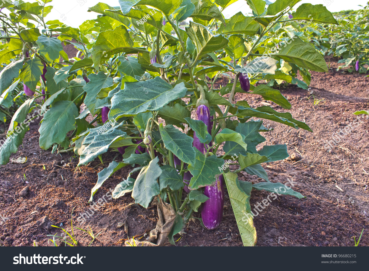 eggplant-vegetable-in-garden-stock-photo-96680215-shutterstock